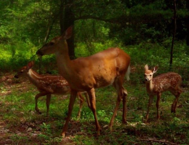 1701 S River Road, Beaverton, MI 48612