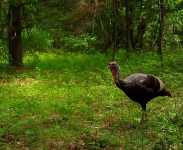 1701 S River Road, Beaverton, MI 48612