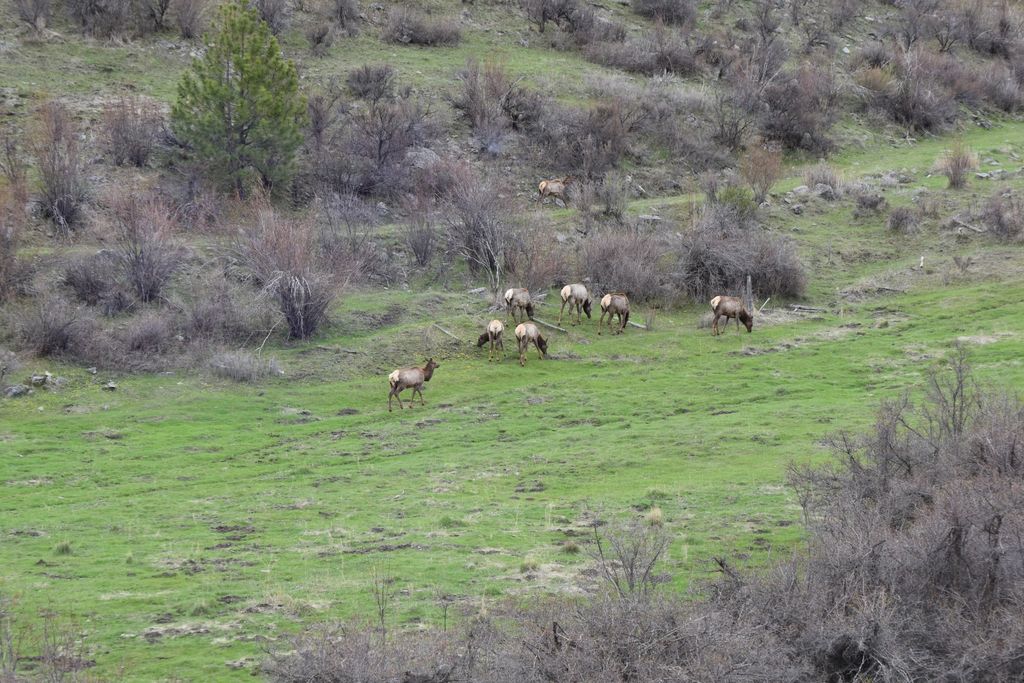 54 W Magpie Creek Road, Dixon, MT 59831 photo 5