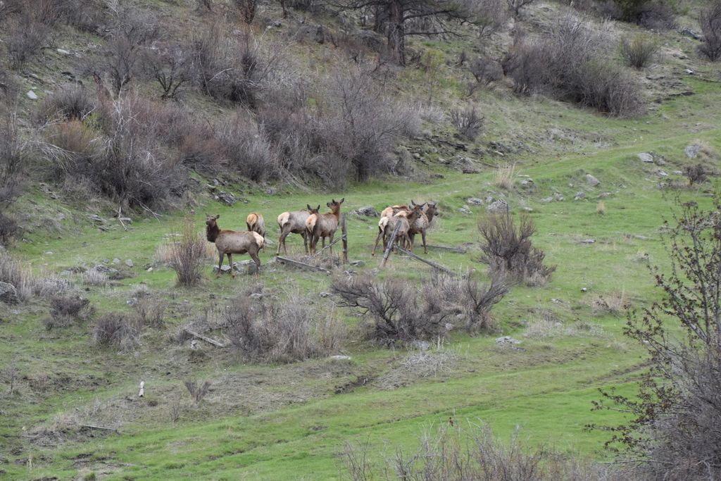 54 W Magpie Creek Road, Dixon, MT 59831 photo 6