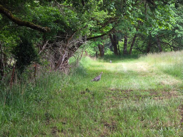 4340 State Hwy 38, Drain, OR 97435