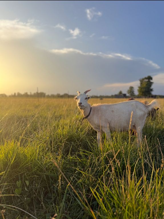 Image 41 of property listing at 4239 Seven Hills Road, Odin, IL 62870