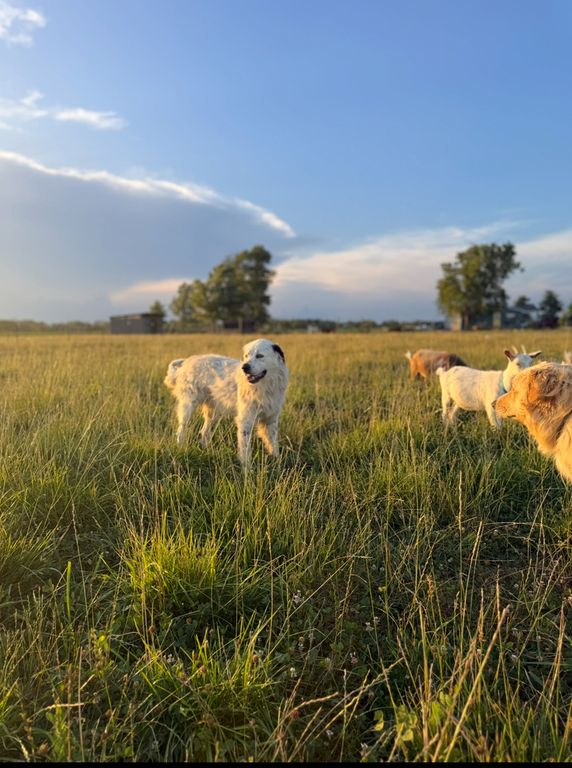 Image 43 of property listing at 4239 Seven Hills Road, Odin, IL 62870