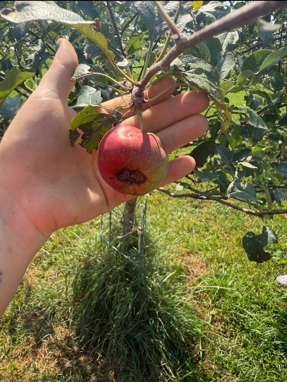 Image 46 of property listing at 4239 Seven Hills Road, Odin, IL 62870