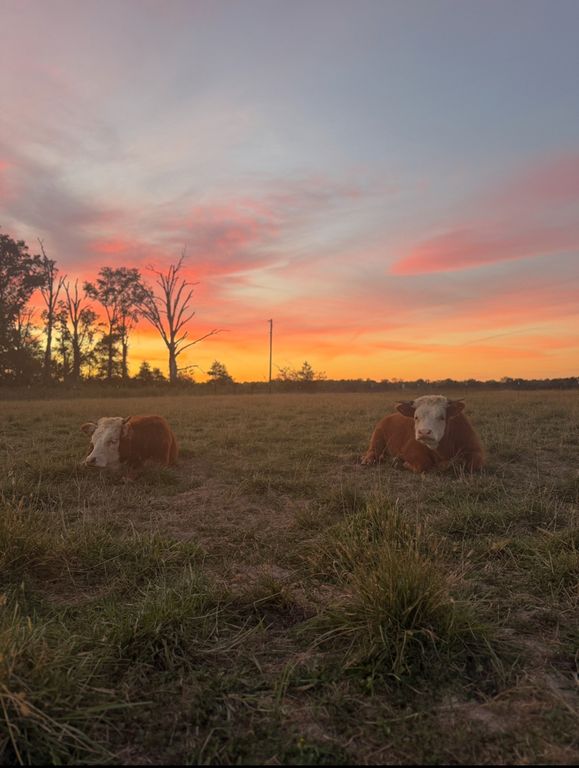 Image 50 of property listing at 4239 Seven Hills Road, Odin, IL 62870