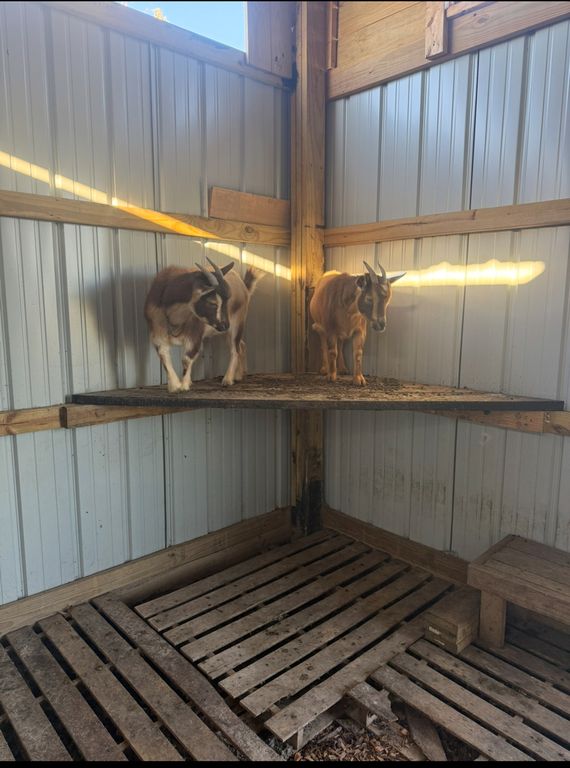 Image 52 of property listing at 4239 Seven Hills Road, Odin, IL 62870