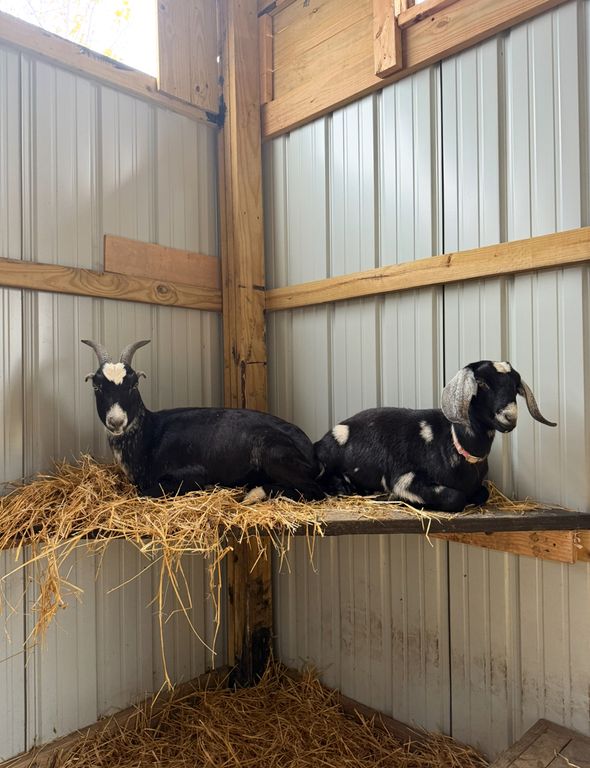 Image 54 of property listing at 4239 Seven Hills Road, Odin, IL 62870