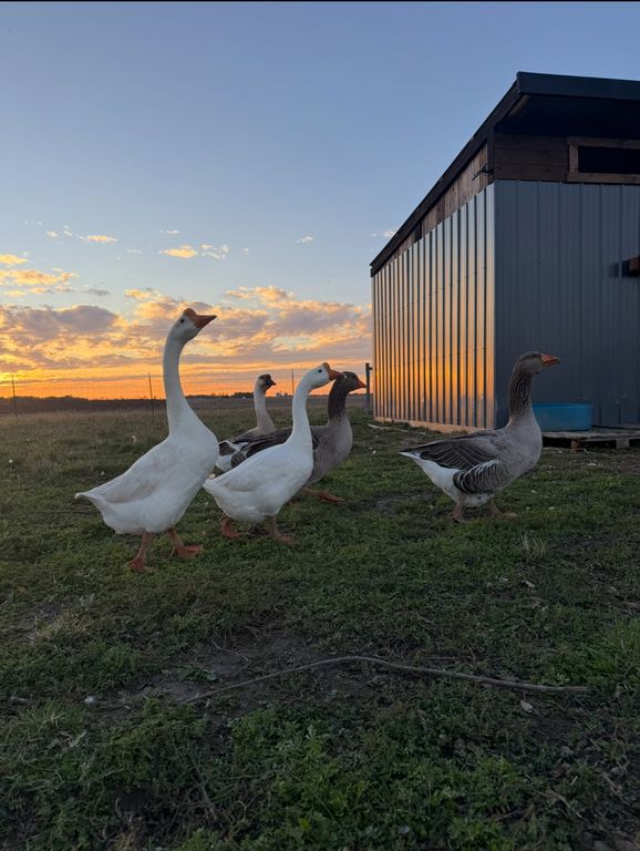 Image 55 of property listing at 4239 Seven Hills Road, Odin, IL 62870