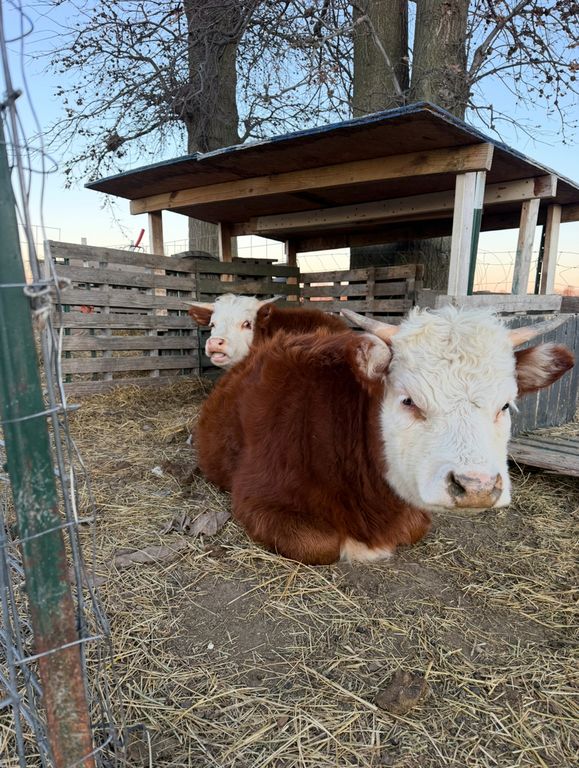 Image 59 of property listing at 4239 Seven Hills Road, Odin, IL 62870