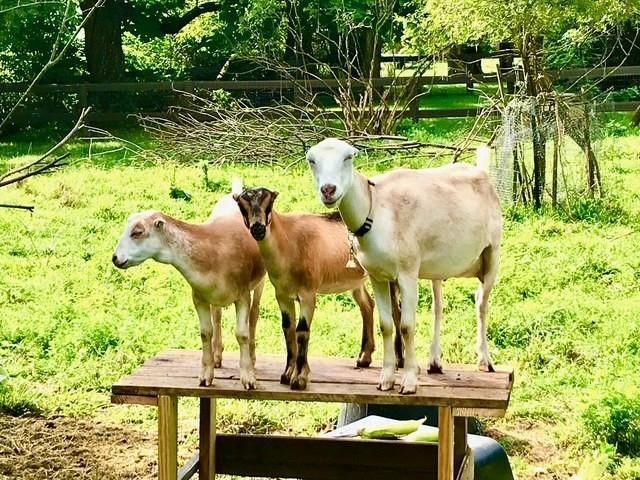 3844 STUARTS DRAFT HWY, Waynesboro, VA 22980