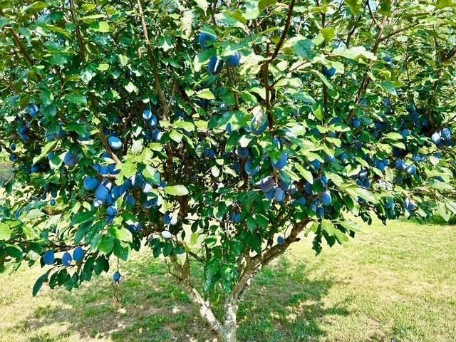 3844 STUARTS DRAFT HWY, Waynesboro, VA 22980