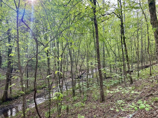 828 McCord Hollow Rd, Hohenwald, TN 38462