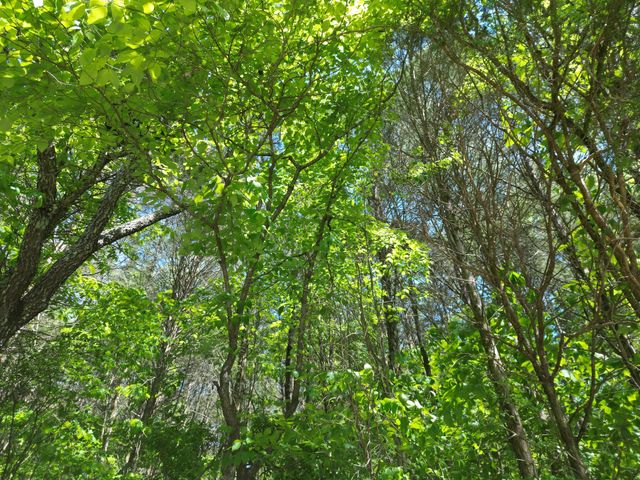 828 McCord Hollow Rd, Hohenwald, TN 38462