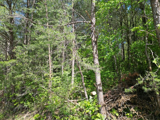 828 McCord Hollow Rd, Hohenwald, TN 38462