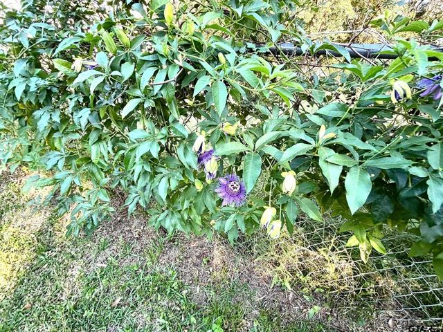 502 Ivey, Mineola, TX 75773