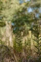 Lot 16 Private Road 5948, Yantis, TX 75497