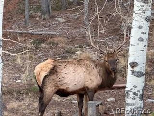 8790 S Warhawk Rd, Conifer, CO 80433