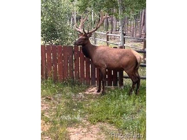 8790 S Warhawk Rd, Conifer, CO 80433