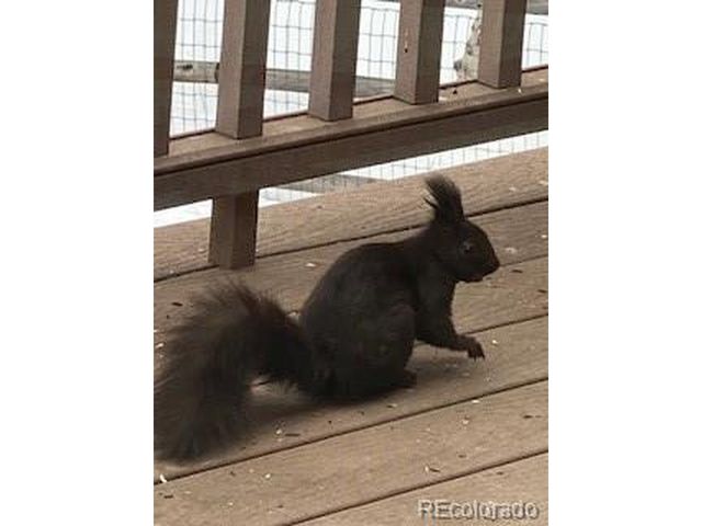 8790 S Warhawk Rd, Conifer, CO 80433