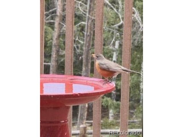 8790 S Warhawk Rd, Conifer, CO 80433