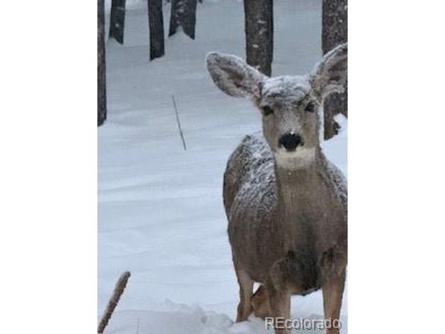 8790 S Warhawk Rd, Conifer, CO 80433