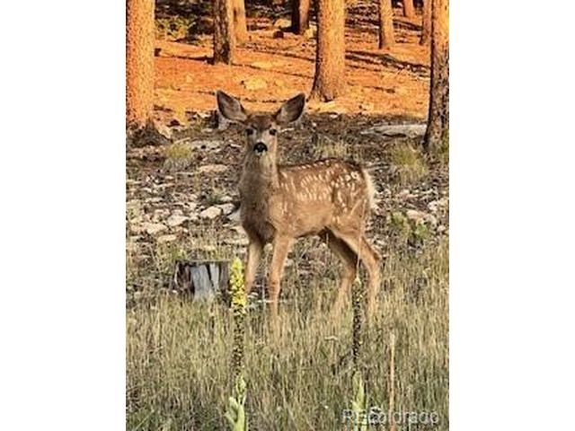 8790 S Warhawk Rd, Conifer, CO 80433