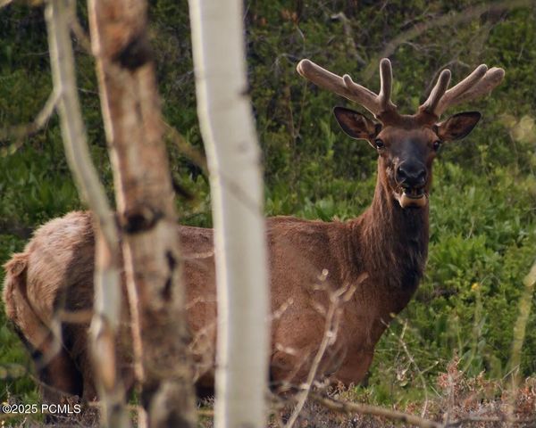 2088 Uintah View Drive, Coalville, UT 84017