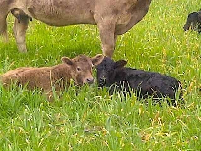 58+ ac. CR 102 Road, Axtell, TX 76673