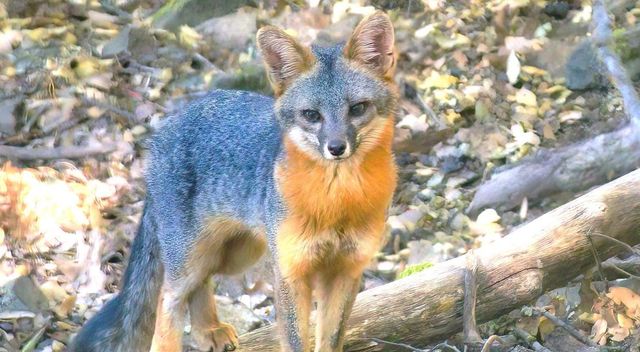 1440 Dog Bar, Colfax, CA 95713