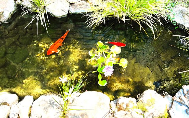 1440 Dog Bar, Colfax, CA 95713