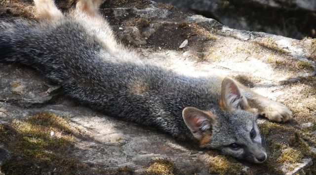 1440 Dog Bar, Colfax, CA 95713