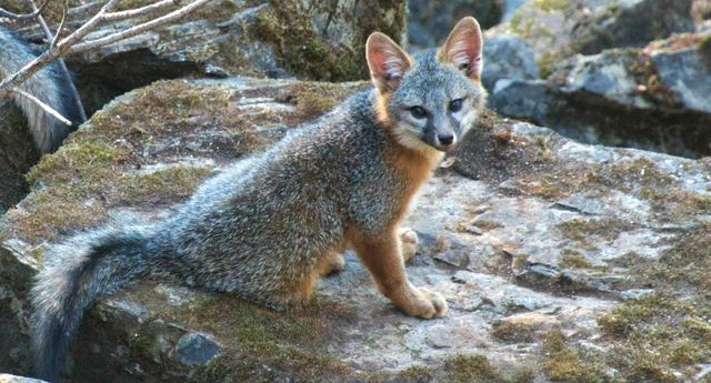 1440 Dog Bar, Colfax, CA 95713