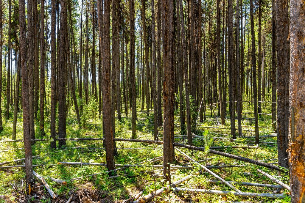 11680 North Fork Road, Polebridge, MT 59928 photo 13