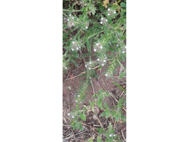 13395 Frank Rd, Colorado Springs, CO 80908