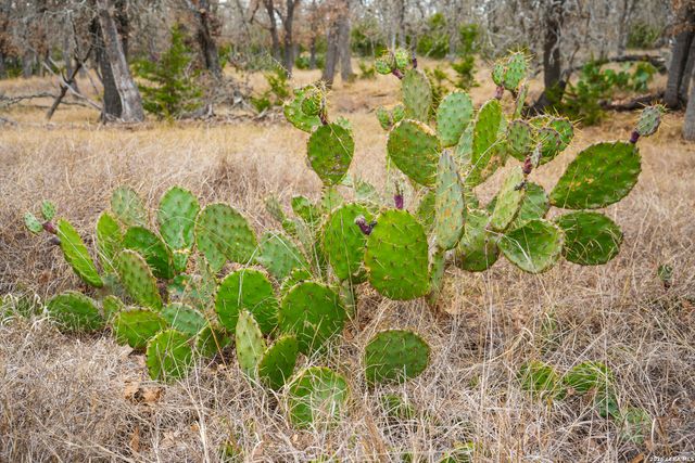 455 Hubble, Medina, TX 78055