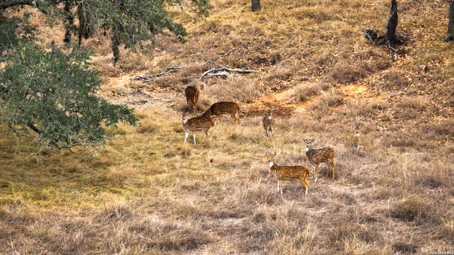 455 Hubble, Medina, TX 78055