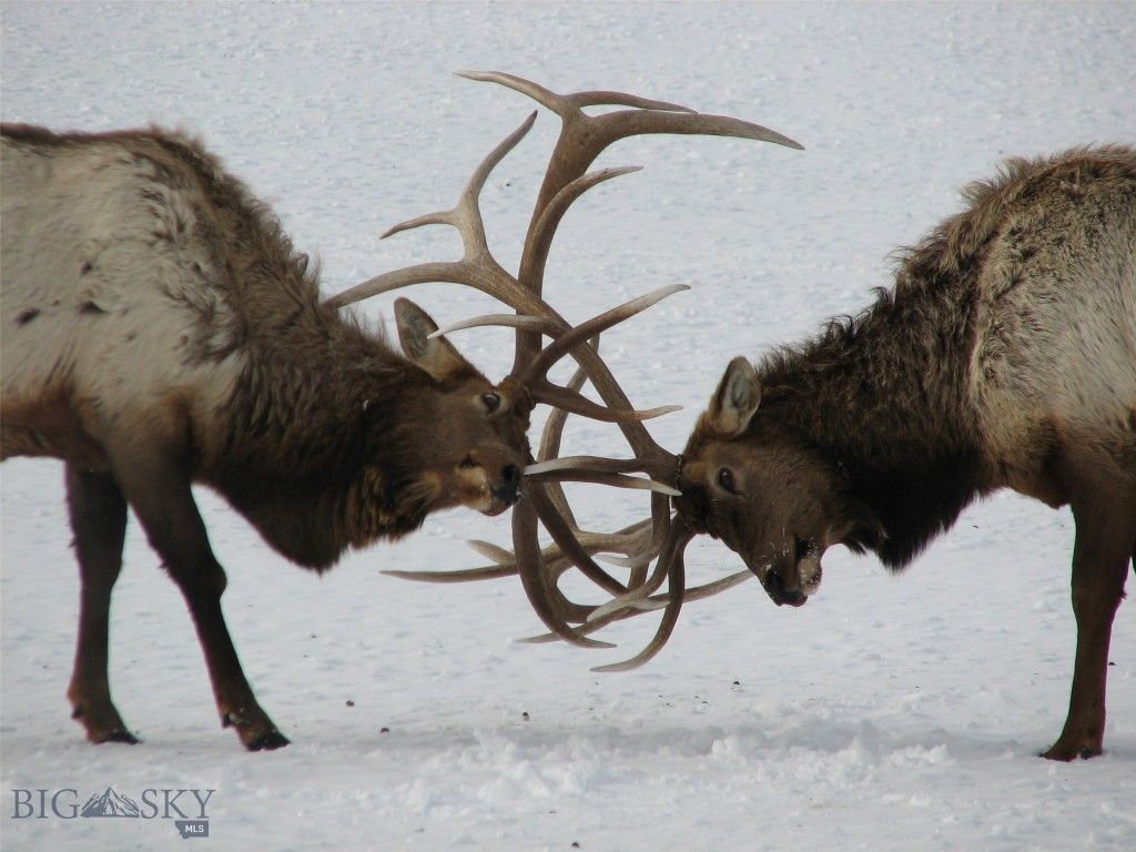 109 Labelle Gulch Road, Butte, MT 59701 photo 34
