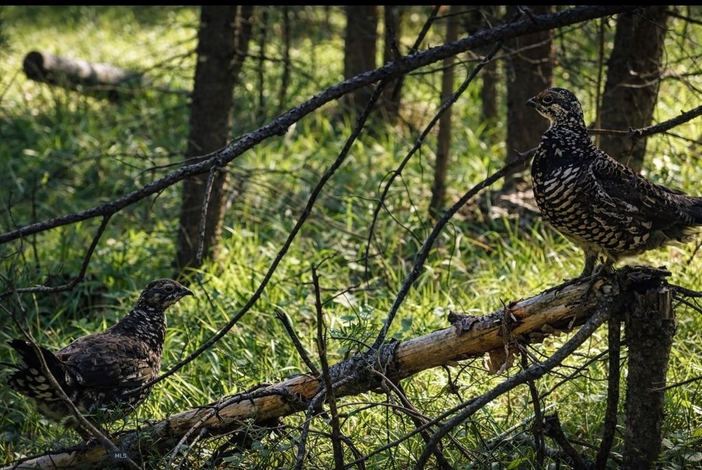 109 Labelle Gulch Road, Butte, MT 59701 photo 36