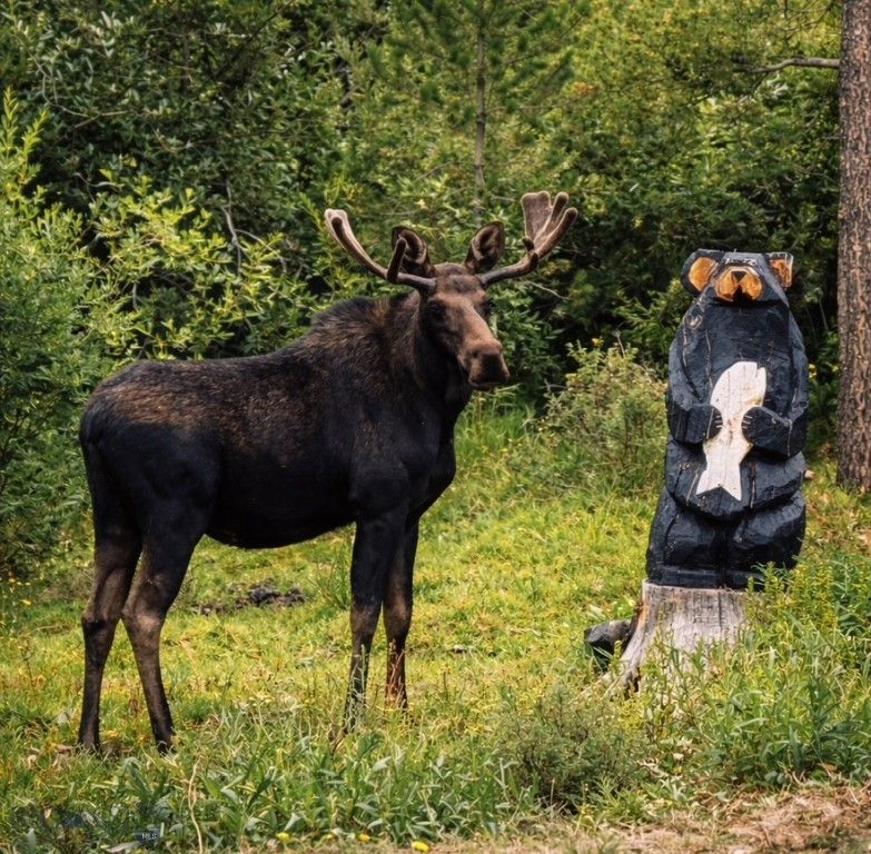 109 Labelle Gulch Road, Butte, MT 59701 photo 38