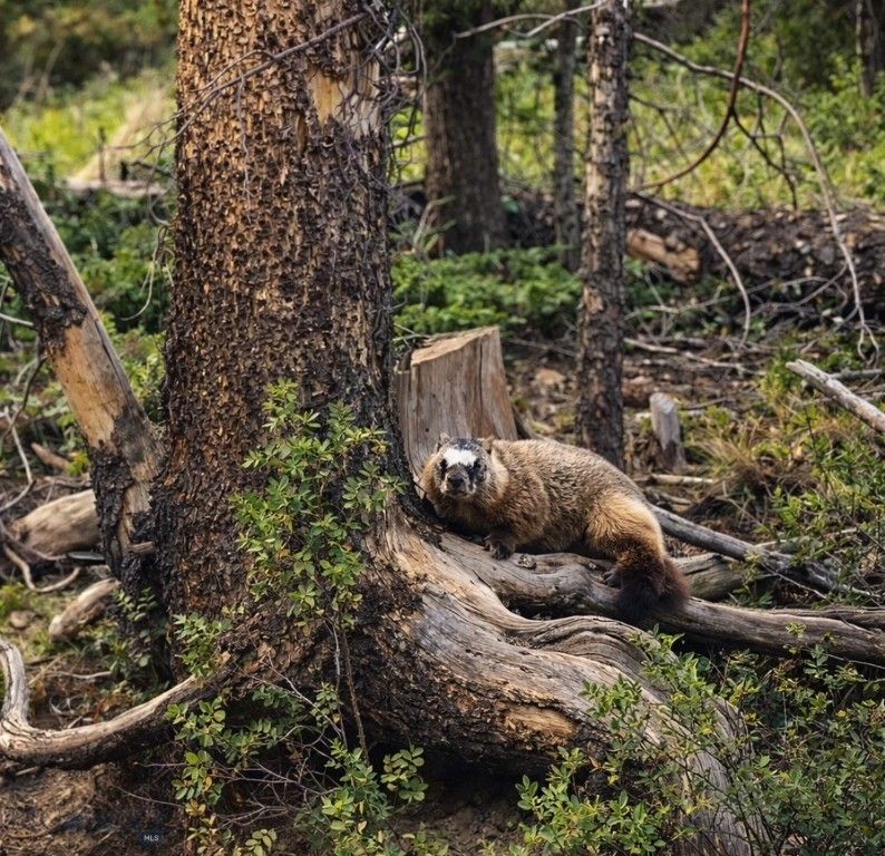 109 Labelle Gulch Road, Butte, MT 59701 photo 40