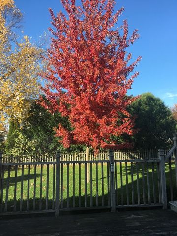 307 N Cottage Avenue, Normal, IL 61761