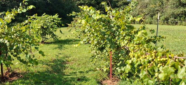 60 Sam Johnson Ln, Lexington, TN 38351