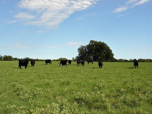 53681 Us 290 Highway, Hempstead, TX 77445