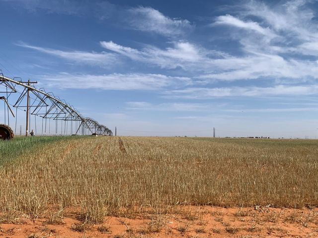 0 Tiger, Ropesville, TX 79358