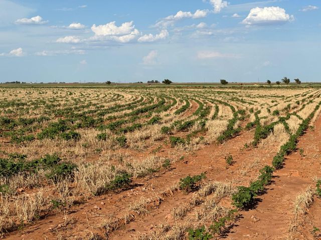 0 Tiger, Ropesville, TX 79358