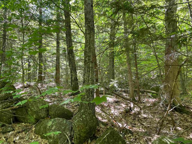 0 Alder Plains Road, Bradford, NH 03221
