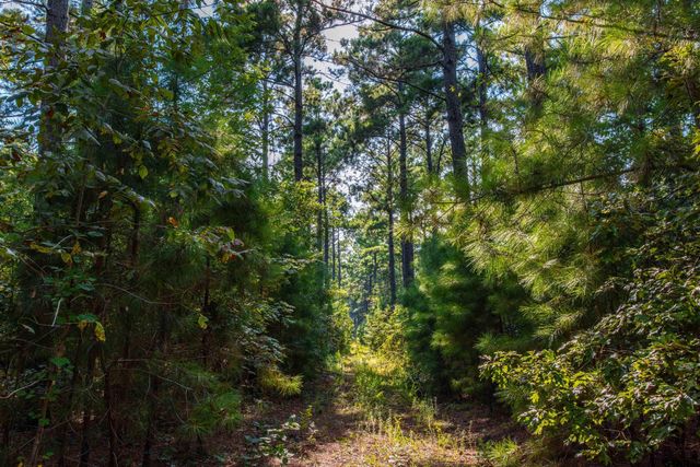 Tract 10 CR 4222, Frankston, TX 75763