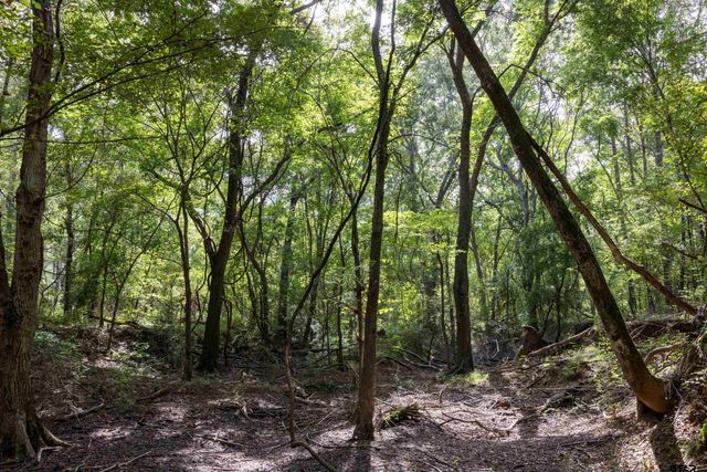 Tract 10 CR 4222, Frankston, TX 75763