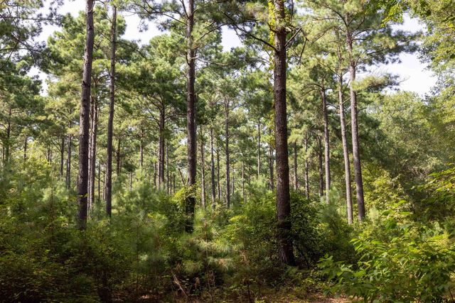 Tract 10 CR 4222, Frankston, TX 75763