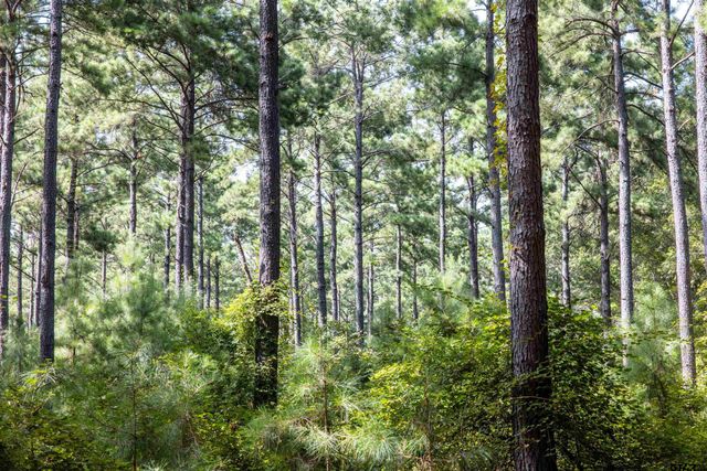 Tract 10 CR 4222, Frankston, TX 75763